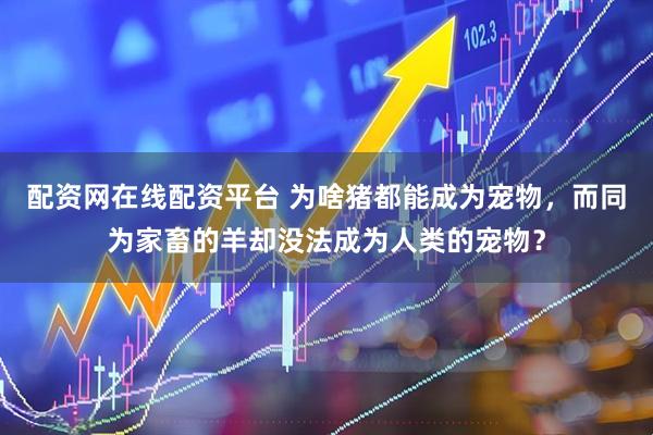 配资网在线配资平台 为啥猪都能成为宠物,而同为家畜的羊却没法成为人类的宠物?